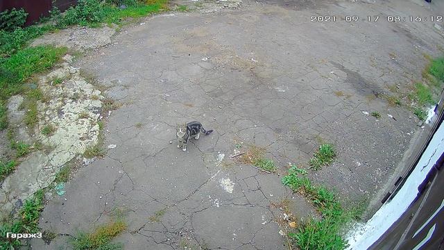 Камера следит за коте, коте следит за камерой.