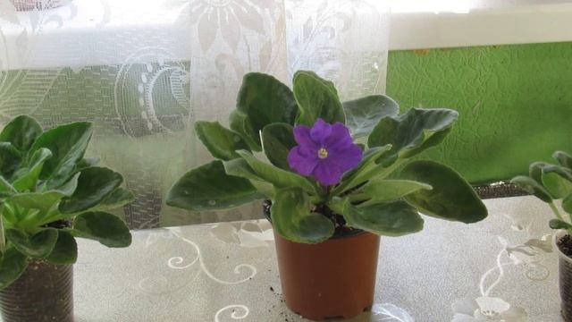 КАКАЯ ВОДА НУЖНА ФИАЛКЕ . КАК СМЯГЧИТЬ ВОДУ В ДОМАШНИХ УСЛОВИЯХ смотреть онлайн