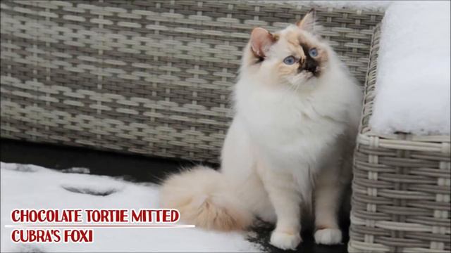 Ragdoll Mitted na zdjęciach смотреть онлайн