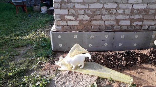 #кошки Глухой котёнок. смотреть онлайн