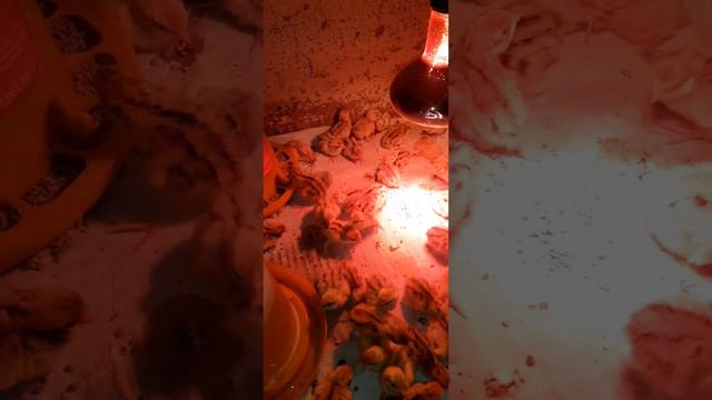Воскрешение перепелят🥶это просто чудо😇 смотреть онлайн