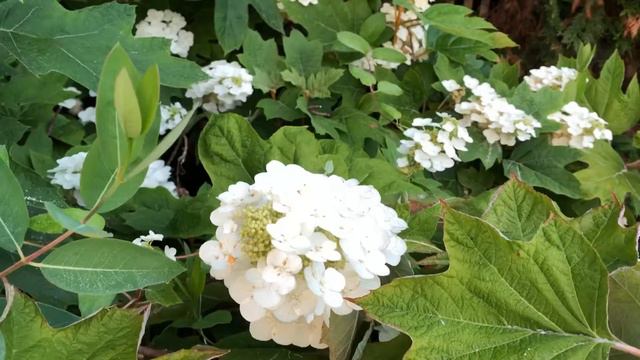 Snow Queen Hydrangea