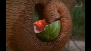 Слон ест арбуз