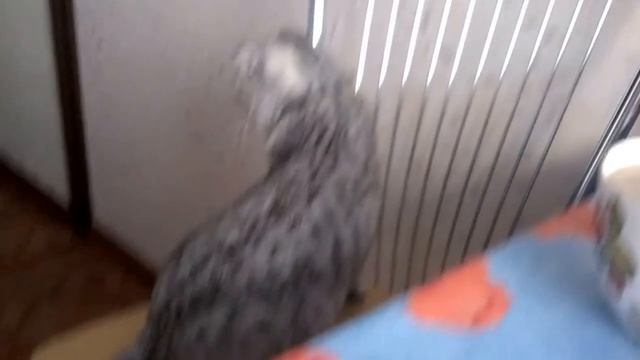 Шотландская вислоухая кошка Маша смотреть онлайн