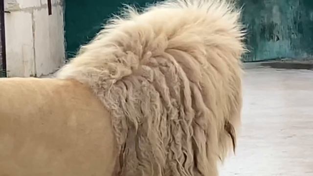 Как белый лев УХАЖИВАЕТ за ЛЬВИЦЕЙ! смотреть онлайн