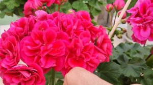 #544.Два ярких ,компактных сорта пеларгонии, сравнительный обзор новинок селлекции СиМ!