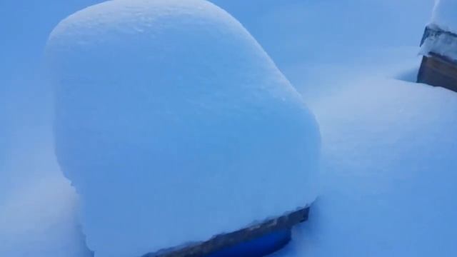 Как зимует Карпатка в Ленинградской области. 10.01.2021. смотреть онлайн