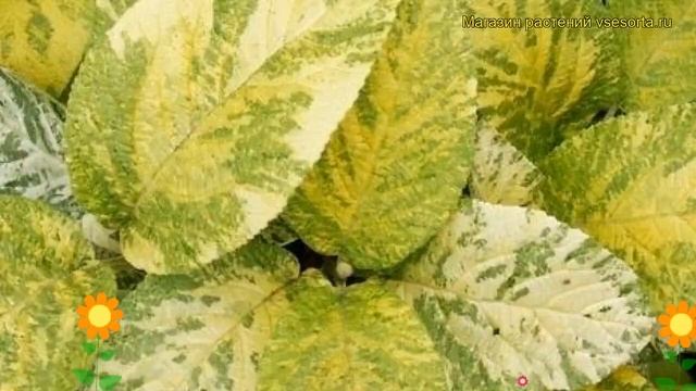 Калина гордовина Ауреовариегата. Краткий обзор, описание viburnum lantana Aureovariegata смотреть онлайн