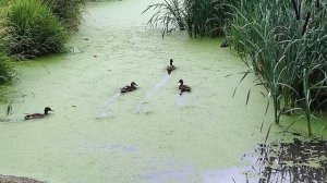 ПРИЕМНИК МАЛАХИТ DSP3 ОТ FM РАДИО ДО ЧАСТОТЫ КВАНТОВОГО ПЕРЕХОДА ВОДОРОДА 1420 МГЦ