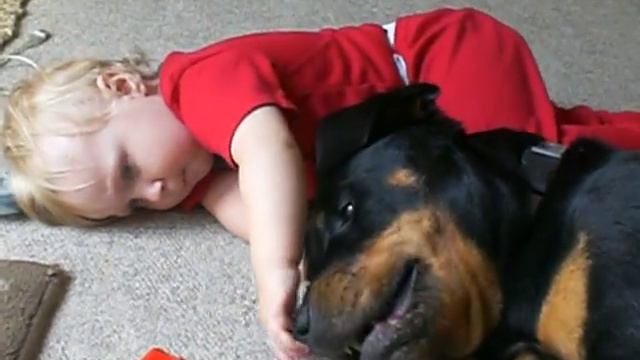 Baby's Best Friend, his Rottweiler смотреть онлайн