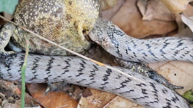 Oligodon Octolineatus смотреть онлайн