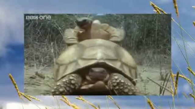 Говорящие животные смотреть онлайн