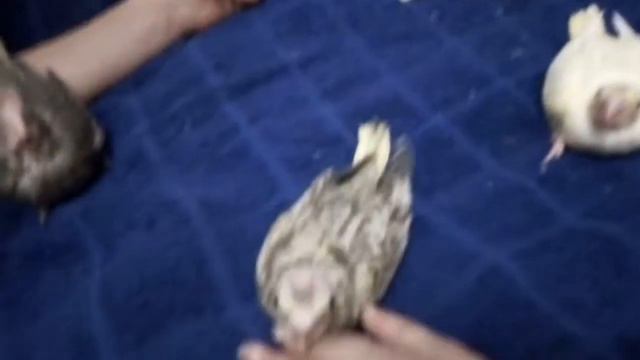 Птенец корелла 29 дней от роду смотреть онлайн