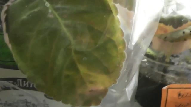 ОБЗОР МОИХ ГЛОКСИНИЙ, около 30 сортов смотреть онлайн