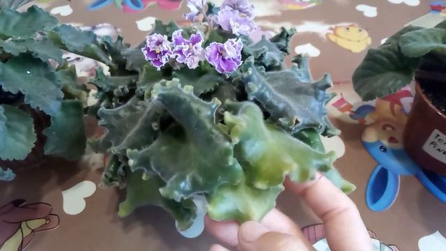 Когда пересадить и омолодить фиалки . смотреть онлайн