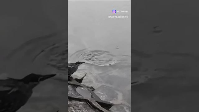 умная ворона смотреть онлайн