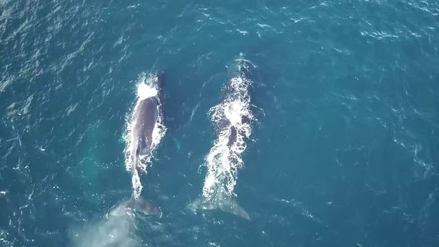 Японский кит кормится в скоплении горбачей смотреть онлайн