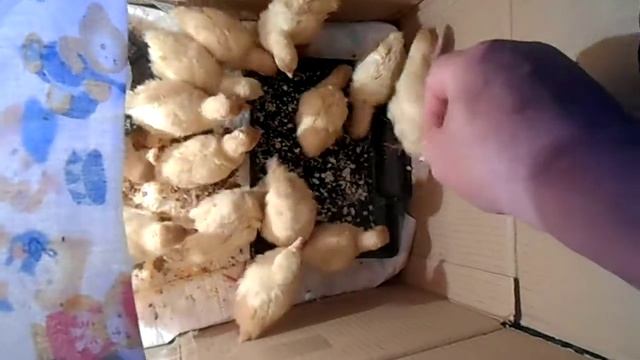 кормление индюшат-без стартового комбикорма смотреть онлайн