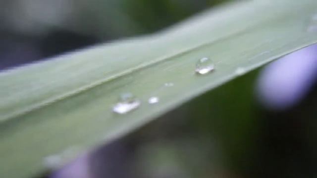 extension tube macro with my sony alpha 3500 смотреть онлайн