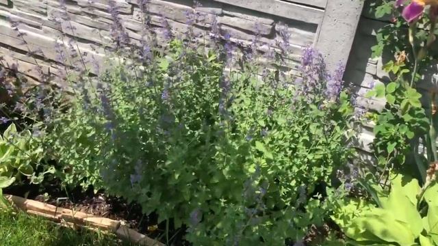 Летний обзор клумбы с кувшинами ? Что делать с Обриеттой после цветения ??? смотреть онлайн