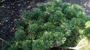 Сосна горная, различные сорта | Plante.md