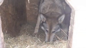 Роды волэнда Воли. Гибрид волка и лайки рожает щенка.