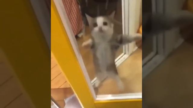 Хапи Хапи Хапи Кот Оригинал мем смотреть онлайн