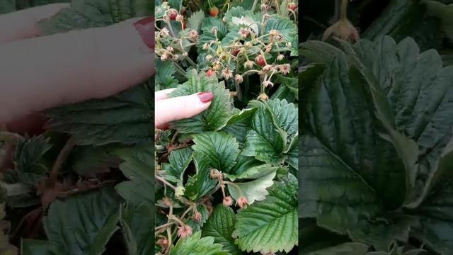 Клубничка или земляника???? Земклуника Пенелопа?? смотреть онлайн