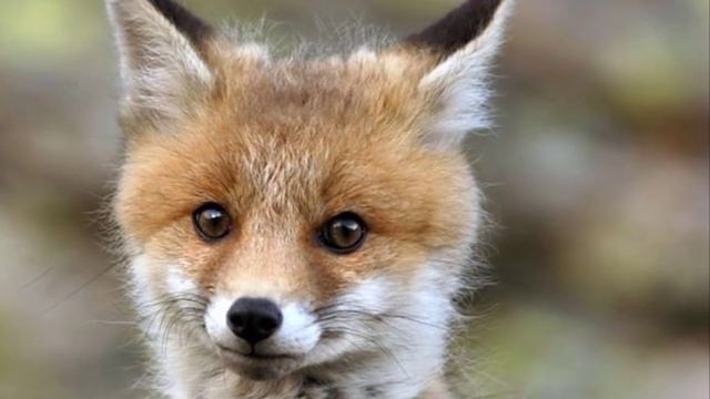 Хитрые лисы рыжие бестии смотреть онлайн