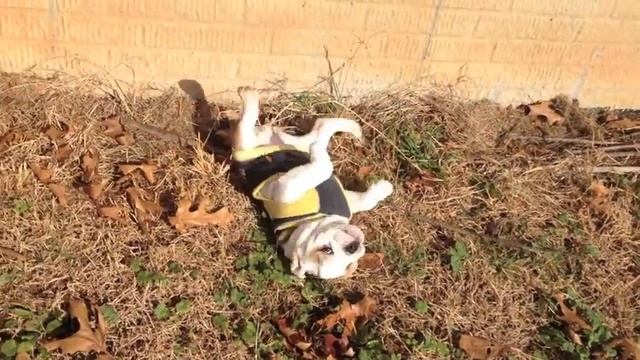 Sophie Rolls, Because She Likes To : English Bulldog Puppy смотреть онлайн