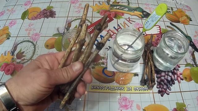 Задерживает ли ПАРАФИНИРОВАНИЕ распускание почек винограда? смотреть онлайн