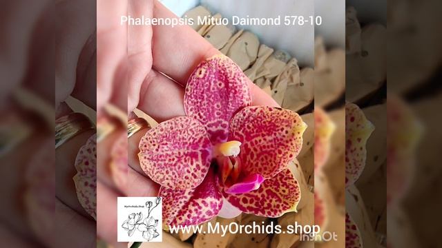 MLC160 Phalaenopsis Mituo Diamond "578-10" смотреть онлайн
