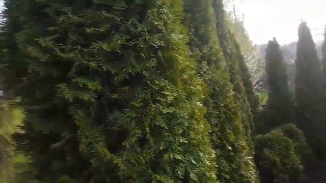 Tūjas griešana "Līdz un Pēc@ ☎ 28297777 Dzīvžogu veidošana cirpšana смотреть онлайн