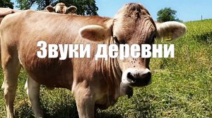 Звуки деревни l Пение птиц и звуки домашних животных