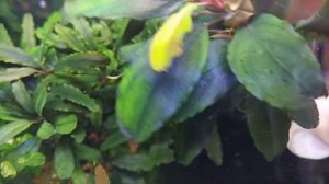 Буцефаландры в моем аквариуме Aquarium BucephalanraБуцефаландра-«Супер Блю» Bucephalandra Super blu