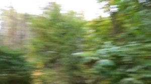 24 ЧАСА В ЗАБРОШЕННОМ ЛАГЕРЕ С КОТОМ И СОБАКОЙ | ЗА НАМИ СЛЕДЯТ...