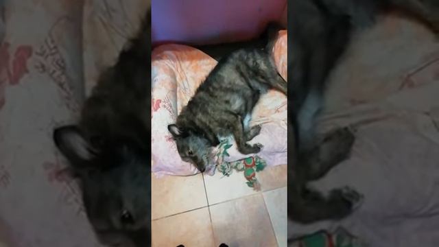 Варя пойдём гулять! смотреть онлайн