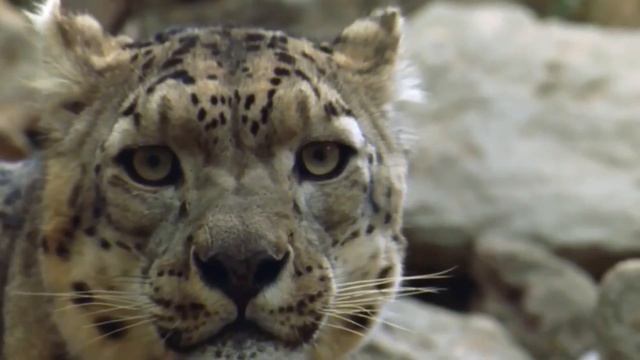 СНЕЖНЫЙ БАРС - он же ирбис - истинный хозяин заснеженных гор! Самое интересное о снежном барсе! смотреть онлайн