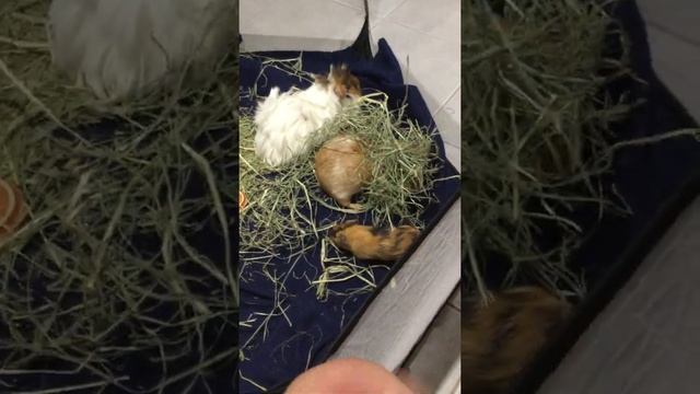 (Read description) Guinea pigs bonding with new guinea pig (small black one) #shorts #funny смотреть онлайн