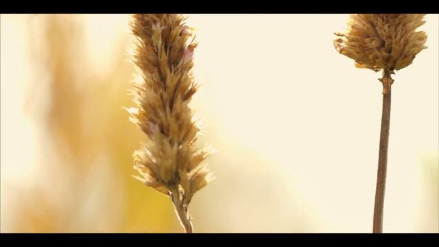 Видео фон для сайта - Природа | rowpost.com смотреть онлайн