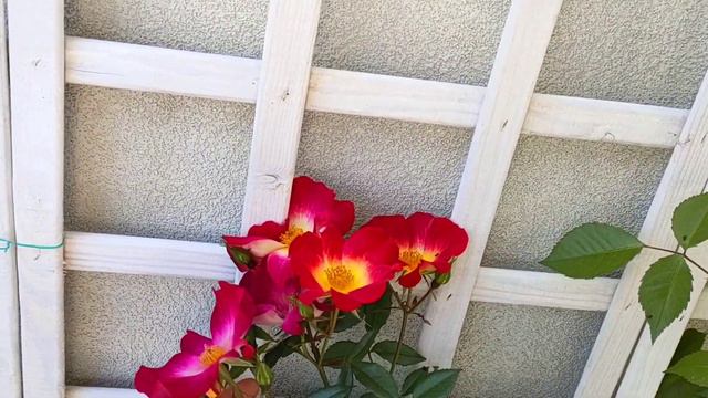 Summer Railing Pots Idea For A Sunny Garden смотреть онлайн