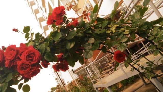 Любимый Краснодар в цветах смотреть онлайн