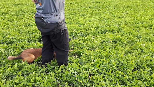 Крутыш. Тренинг след IGP - 3. смотреть онлайн