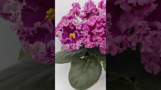 Фиалка ЛФ-Дарья смотреть онлайн