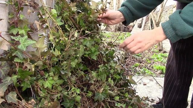 Плющ. Опора для плюща. Наш вариант. смотреть онлайн