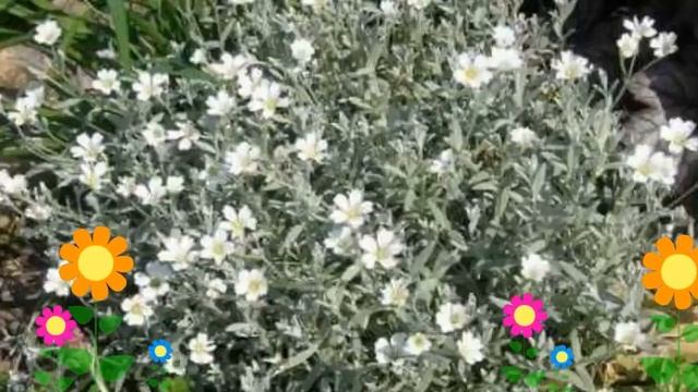 Ясколка войлочная. Краткий обзор: Ясколка войлочная описание характеристик, где купить саженцы