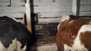 В каком возрасте осеменяем тёлок?! //ВОЗРАСТ ДЛЯ ОСЕМЕНЕНИЯ ТЁЛОК! //ТЁЛКИ ПОД ПОКРЫТИЕ // НАШ ОПЫТ