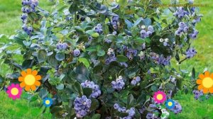 Голубика садовая Норд Кантри. Краткий обзор, описание vaccinium corymbosum North Country