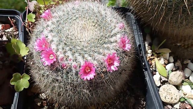 Mammillaria смотреть онлайн