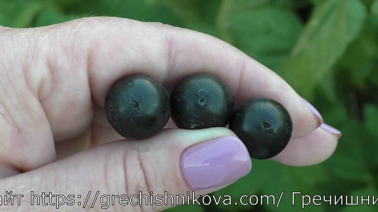 ЧЕРНАЯ ВУАЛЬ сорт четной смородины среднераннего срока созревания смотреть онлайн